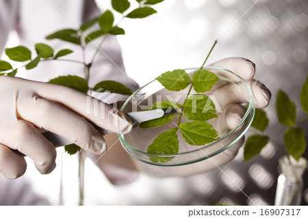 Chemical laboratory glassware, bio organic modern Chemical laboratory glassware, bio organic modern 16907317