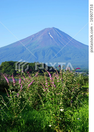July Landscape · Mt. Fuji 857 Buttrea Blooms Oishi Park July Landscape · Mt. Fuji 857 Buttrea Blooms Oishi Park 16907358