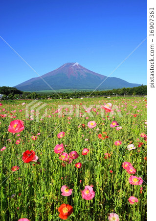 七月風光·富士山865 Churray罌粟花盛開的花城公園 16907361
