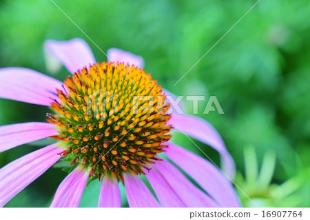Pretty echinacea flower 16907764