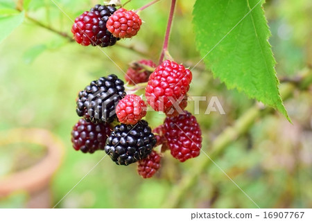 紅色和黑色黑莓果實 紅色和黑色黑莓果實 16907767
