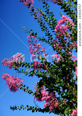 紫薇 紫薇 16908707