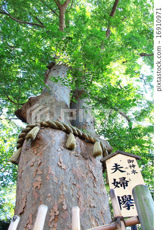 Nagumiya Hikawa Shrine (Kamiki) 16910971