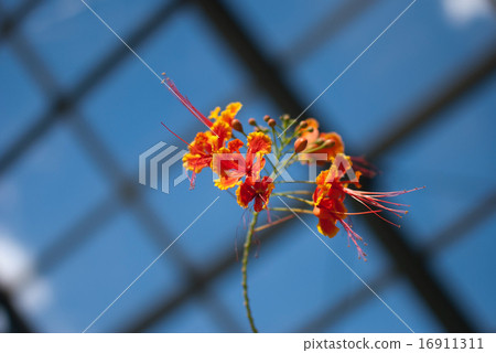 Stag beetle 16911311