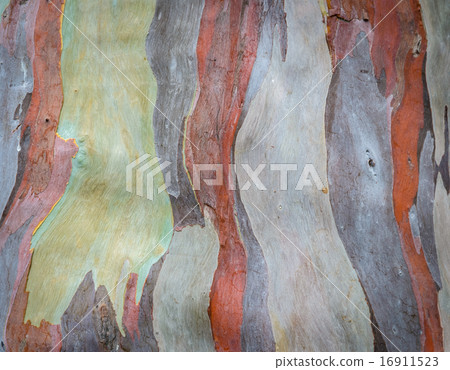 Tree bark texture background Tree bark texture background 16911523