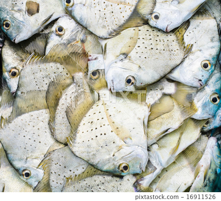 Fresh sea fish Fresh sea fish 16911526