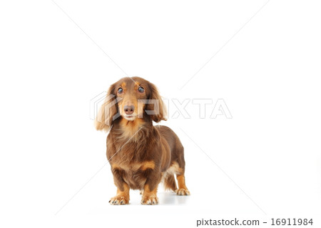Miniature Dax Long Hair Miniature Dax Long Hair 16911984