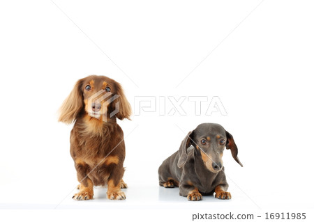 Two miniature dachs Two miniature dachs 16911985