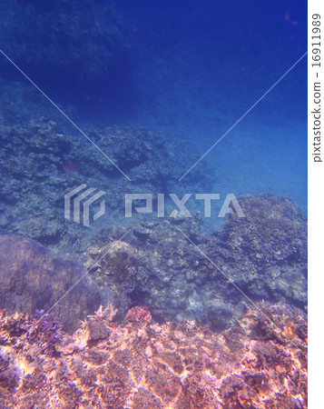 珊瑚礁 16911989