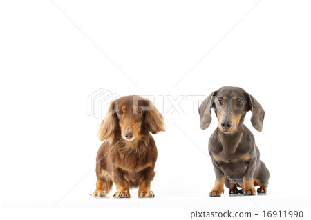 兩個微型dachs 16911990