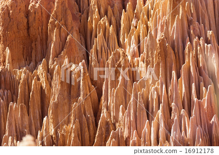  Red Zingy near view 16912178