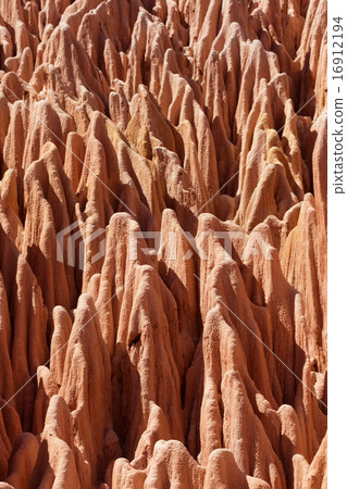  Red Zingy near view 16912194