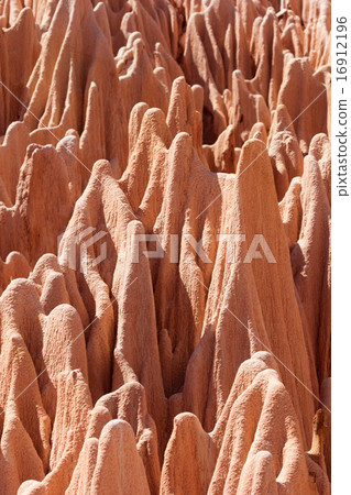  Red Zingy near view 16912196