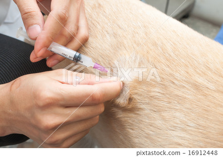 Vet giving vaccine to a dog 16912448