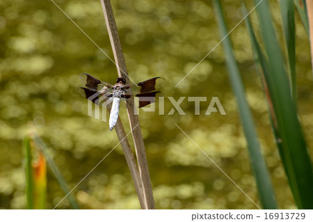 Male Common Whitetail Skimmer Dragonfly Male Common Whitetail Skimmer Dragonfly 16913729