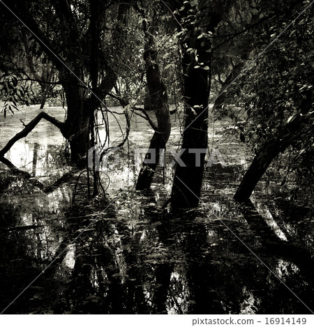 Tree with flooding in swamp Tree with flooding in swamp 16914149