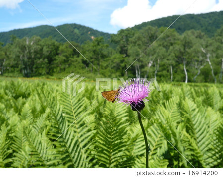 Butterfly that smokes the honey of a noisami that blooms in Oze's wetland Butterfly that smokes the honey of a noisami that blooms in Oze's wetland 16914200