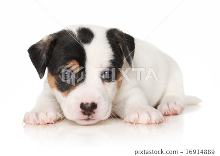 Jack Russell puppy 16914889
