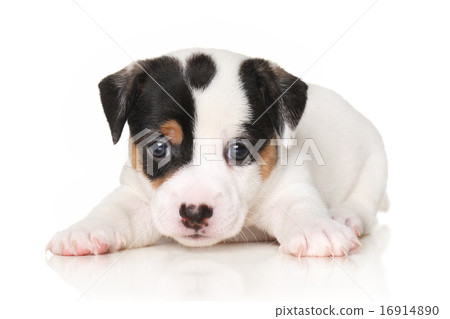Close-up of Jack Russell puppy Close-up of Jack Russell puppy 16914890