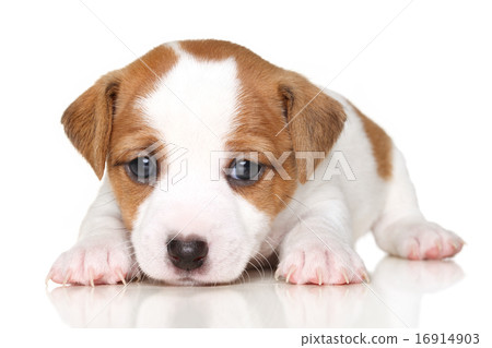 Close-up of Jack Russell terrier puppy 16914903