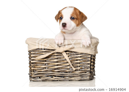 Jack Russell puppy in wicker basket 16914904