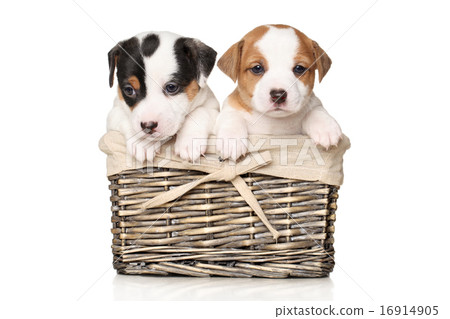 Jack Russell puppies in wicker basket 16914905