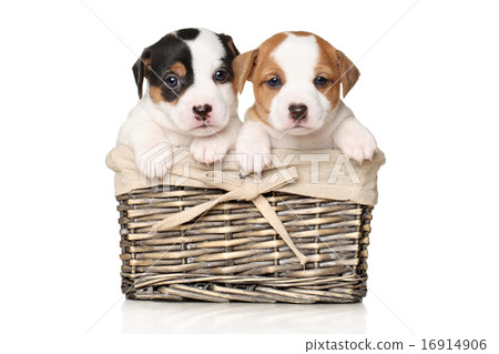Jack Russell puppy in basket 16914906