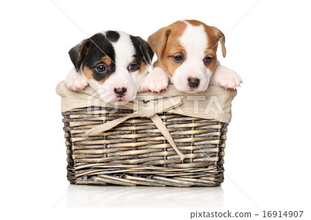 Jack Russell puppies in basket Jack Russell puppies in basket 16914907