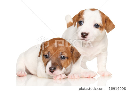 Jack Russell puppies Jack Russell puppies 16914908
