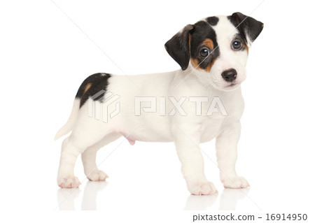 Jack russell terrier puppy Jack russell terrier puppy 16914950