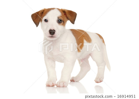 Jack russell terrier puppy Jack russell terrier puppy 16914951