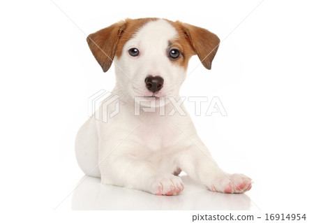 Jack russell terrier puppy 16914954