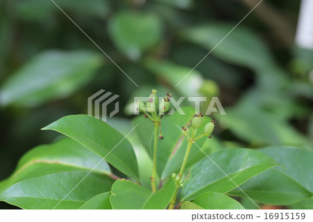 After the flower of cocktail 16915159