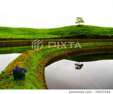 Fan rice terrace 16915498