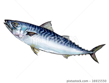 秋鯖魚 16915550