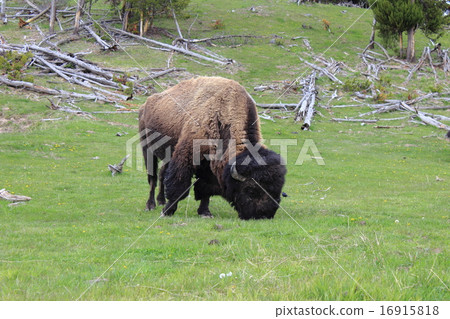 黃石國家公園的北美野牛 16915818