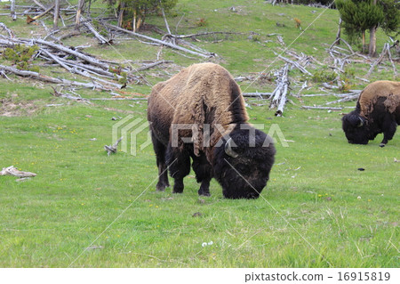 黃石國家公園的北美野牛 黃石國家公園的北美野牛 16915819