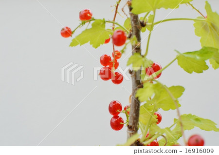 紅醋栗 16916009
