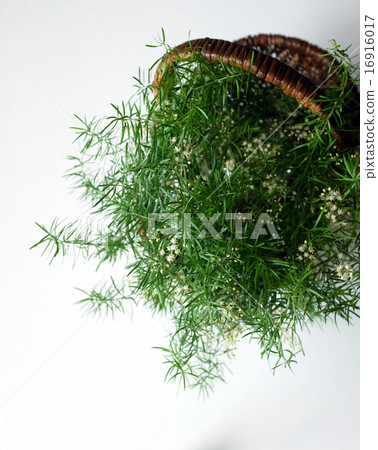 蘆筍花 蘆筍花 16916017