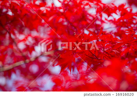 秋葉(深紅色) 秋葉(深紅色) 16916020