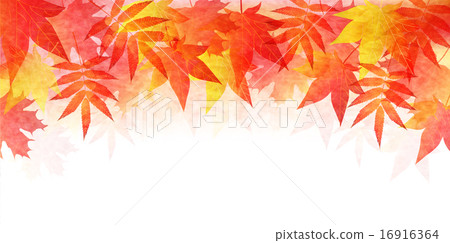 槭樹秋葉背景 16916364
