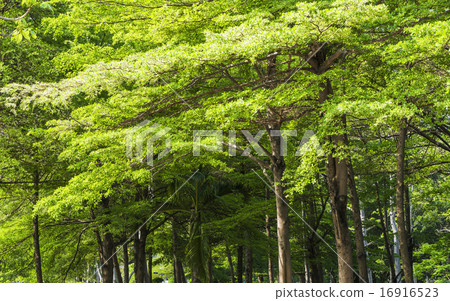 Spring forest Spring forest 16916523