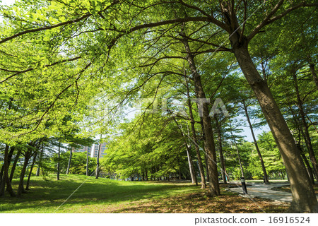 Spring forest Spring forest 16916524