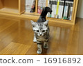Cat American short hair 16916892