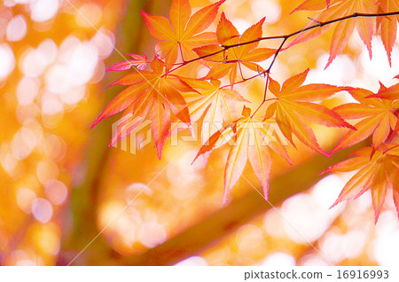Autumn leaves 16916993