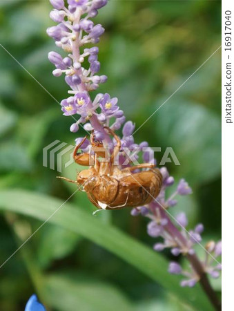 Yaburan semicolor 16917040