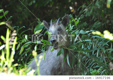 日本血統 日本血統 16917196