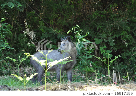 日本血統 日本血統 16917199