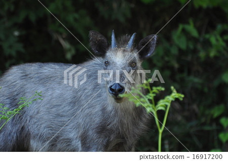 日本血統 日本血統 16917200