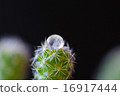仙人掌水滴 16917444